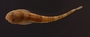 Loricaria gymnogaster 44 mmSL FMNH 55138 dorsal